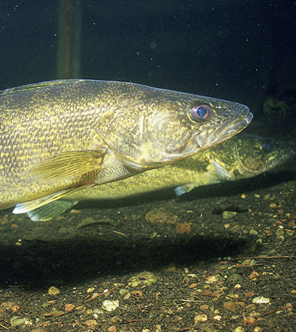 walleye