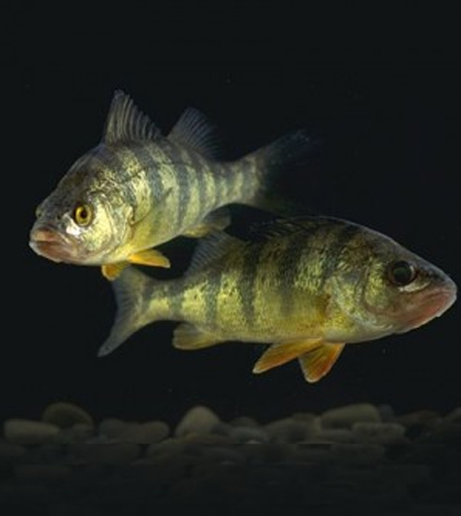 yellow perch