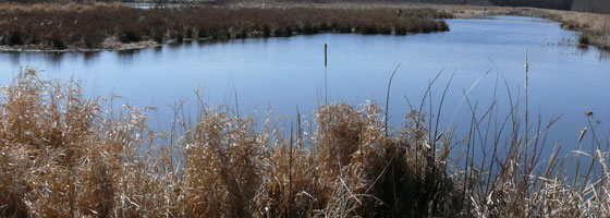 wetland monitoring olentangy river wetland research park