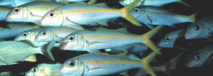Florida Keys yellow goatfish