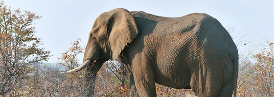 Elephant from Kruger Park, South Africa.