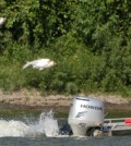 Silver carp (Credit: USGS)