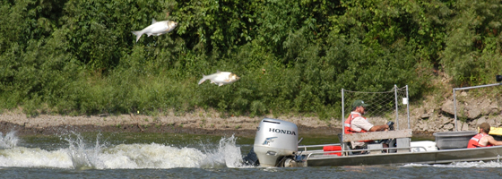 Silver carp (Credit: USGS)