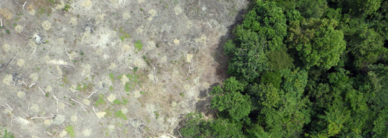 An aerial view of deforestation in Sumatra captured by a Conservation Drone (Credit: Orangutan Conservancy)