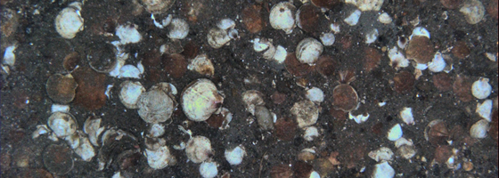 Scallops on the ocean floor in the Great South Channel as seen by the HabCam on the Seahorse monitoring rig. (Credit: NEFSC/NOAA)