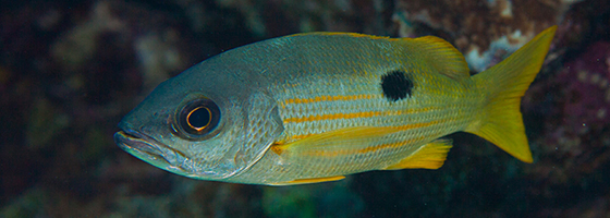 Ehrenberg’s snapper (Credit: Simon Thorrold, Woods Hole Oceanographic Institution)