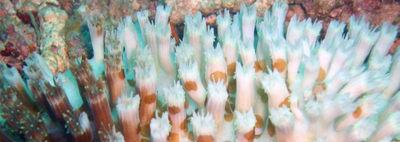 Bleached coral (Credit: Samuel Chow, via Flickr)