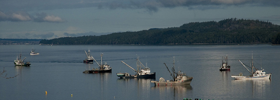 Baynes Sound (Credit: Vancouver Island University Deep Bay Marine Field Station)