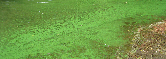An outbreak of blue-green algae at Lake Milford (Credit: Tommy Clarkson/US Army Corps of Engineers, via Flickr)