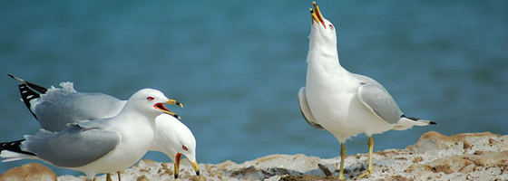 Ring-bill gulls (Credit: Jason Finch, via Wikimedia Commons)