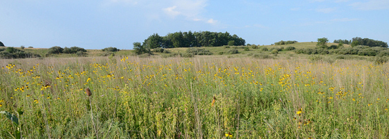 A grasslands praire in The Wilds conservation park near the gas drilling and air monitoring site (Credit: USDA, via Flickr)