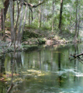 matt cohen Mill Pond Spring in the Ichetucknee Springs Complex (Credit: Larry V. Korhnak)