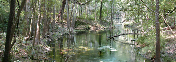 matt cohen Mill Pond Spring in the Ichetucknee Springs Complex (Credit: Larry V. Korhnak)