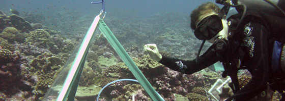 ocean floor tents / Instruments within tent chambers help gauge the health of coral reefs (Credit: Scripps Institution of Oceanography)