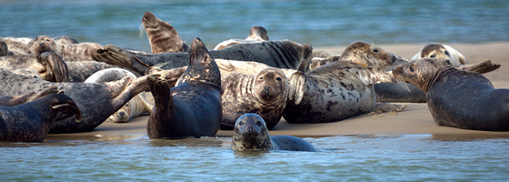 A group of gray seals on Cape Cod (Credit: Mike's Birds, via Flickr)