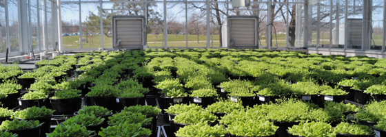 Arabidopsis growing on the Ohio State University campus (Credit: ABRC)