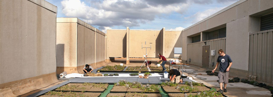Students installed a green roof on Langford A. (Credit: Texas A&M)