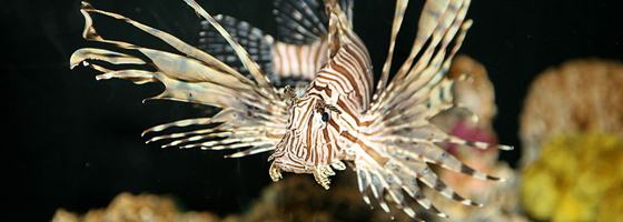 The highly predatory lionfish is among the species that could enter California waters through the aquarium trade. (Credit: Magnus Manske, via Wikimedia Commons)