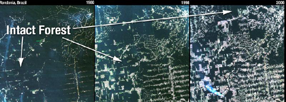 This natural-color Landsat 5 time series shows the progression of deforestation in Rondonia, Brazil, from 1986 to 2006. (Credit: NASA/USGS)