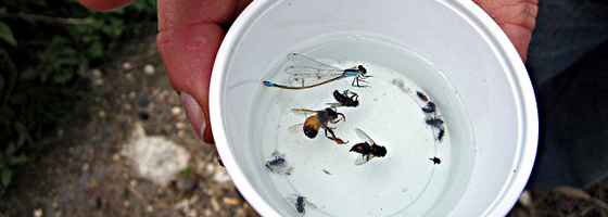 Image: Bees are attracted to a brightly colored pan trap filled with liquid (Credit: Derek Masaki)