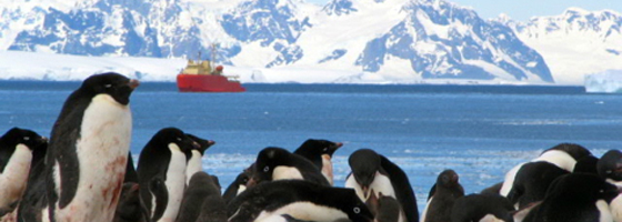 Penguins with the research vessel Laurence M. Gould in the background (Credit: VIMS)