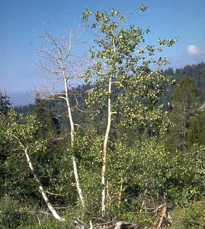 Trembling aspen tree (Credit: USDA)