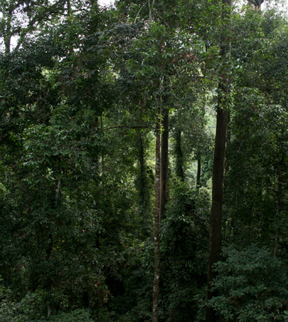 Rainforest in Borneo (Credit: Insight Sabah)