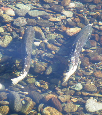 A pair of Chinook salmon (Credit: USFWS, via Wikimedia Commons)