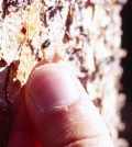 A pine beetle that had been expelled from a tree by the pitch (Credit: James H. McCutchan, Jr)
