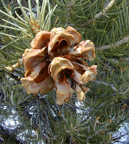 Pinyon pinecone (Credit: Dawn Endico, Flickr)