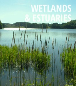 Wetlands and Estuaries News
