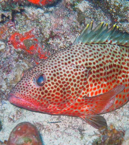 Female spawning Red Hind Grouper (Credit:University of Puerto Rico/NOAA)