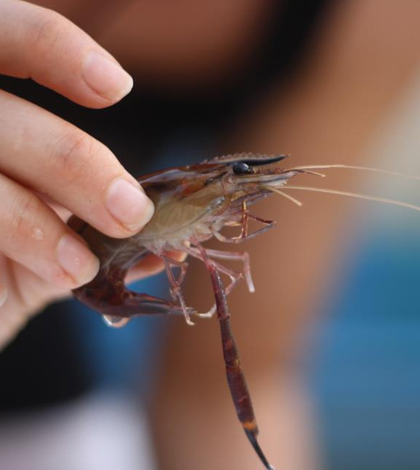An African river prawn (Credit: Project Crevette)