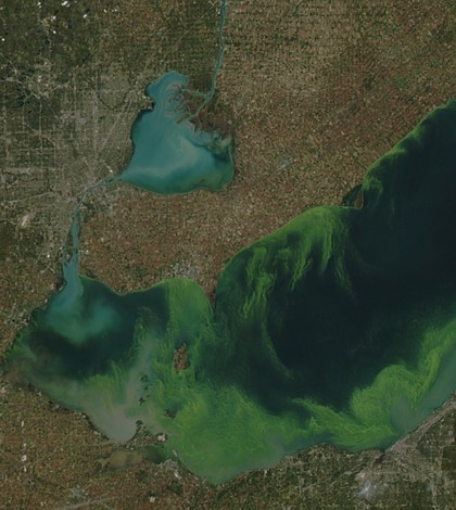 The 2011 Lake Erie algal bloom covered much of the lake's western basin (Credit: NASA)