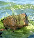 Lake Erie algal bloom 2011 (Credit: Ohio Sea Grant)