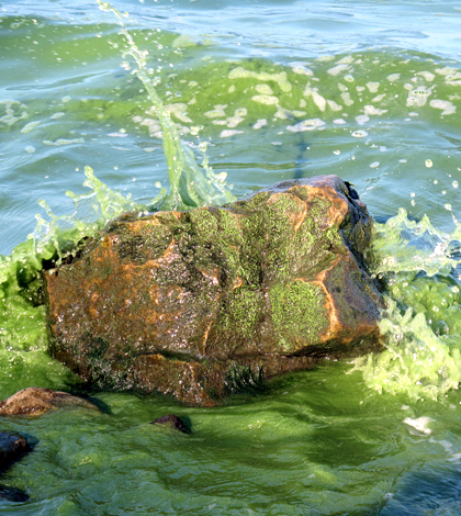 Lake Erie algal bloom 2011 (Credit: Ohio Sea Grant)