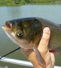 Silver Carp (Credit: D. O'Keefe, Michigan Sea Grant)