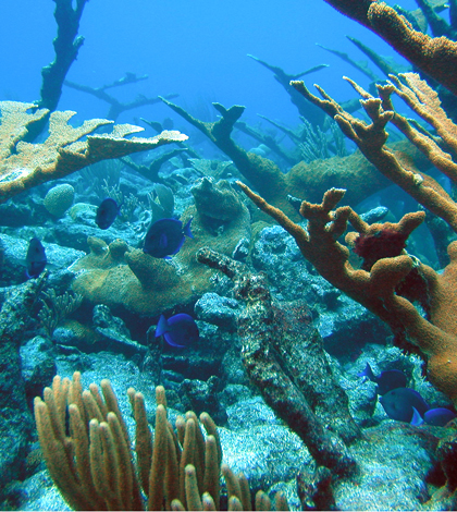 A coral reef in the U.S. Virgin Islands (Credit: NOAA)
