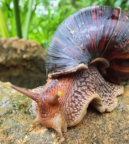 African land snail (Credit: Sonel.SA, via Wikimedia Commons)