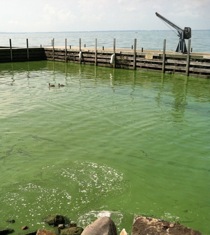 The 2011 algal bloom in Lake Erie from Kelley's Island. (Credit: T. Joyce/NOAA GLERL)