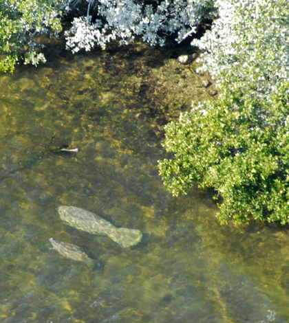 Manatees in Biscayne National Park, across the Florida peninsula from where the bloom occurred (Credit: National Park Service South Florida / Caribbean Network, via Wikimedia Commons)