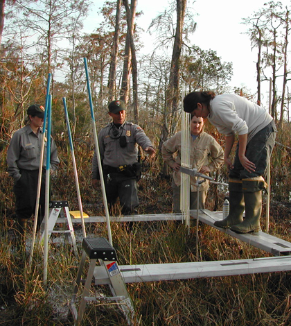 A research crew assembles a sediment elevation table in a bald cypress swamp (Credit: Beth Middleton)