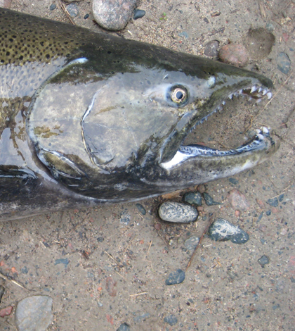 Several species of Pacific salmon have been introduced to the Great Lakes and migrate up tributaries annually to spawn and die. (Credit: Peter Levi)