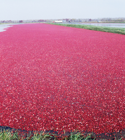 Cranberry bog (Credit: Wisconsin Department of Natural Resources, via Flickr)