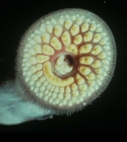 Sea lamprey (Credit: USFWS Pacific, via Flickr)