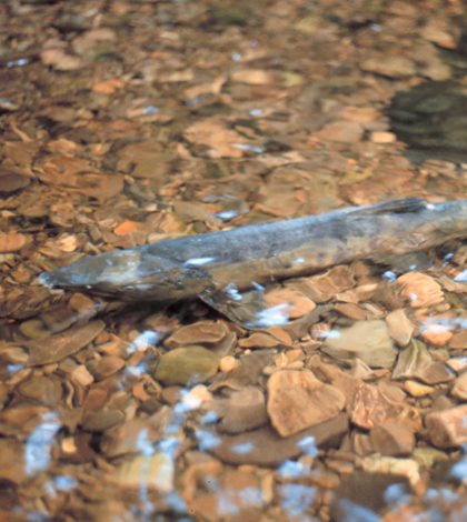 Spawning chinook salmon (Credit: NOAA)