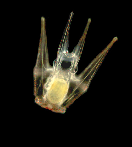 Urchin larva grown at high CO2 levels – remarkably healthy because it has the right genes to thrive under these conditions. (Credit: Stanford University)