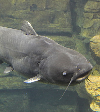 Blue catfish (Credit: Thomsonmg2000, via Wikimedia Commons)