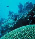 Coral reef in Florida (Credit: Jerry Reid, U.S. Fish and Wildlife Service)