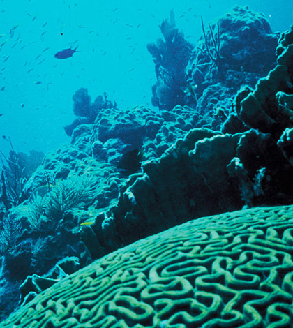 Coral reef in Florida (Credit: Jerry Reid, U.S. Fish and Wildlife Service)